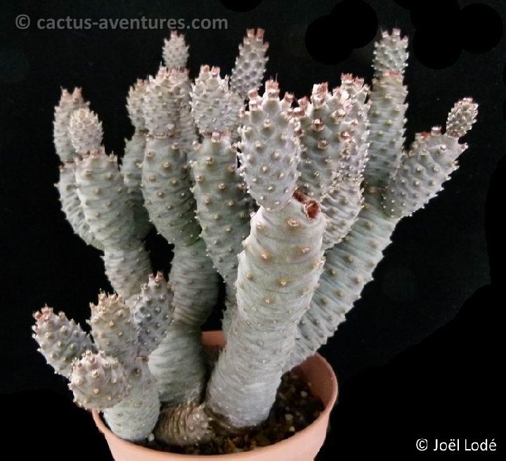 Tephrocactus articulatus diadematus P1120640